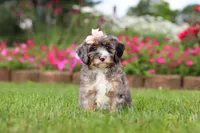 Callie, a female Miniature Bernedoodle for sale in Dundee, OH – 6 of 7