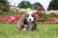 Ollie, a male Miniature Bernedoodle for sale in Dundee, OH – 7 of 8