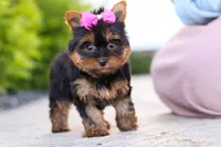 Lola, a female Yorkshire Terrier for sale in Dundee, OH – 3 of 10