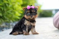 Lola, a female Yorkshire Terrier for sale in Dundee, OH – 5 of 10