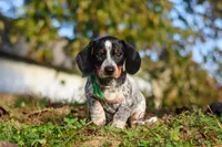 August, a male Miniature Dachshund for sale in Dundee, OH – 7 of 10