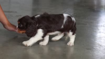 Rocco, a male Cavalier King Charles Spaniel for sale in Dundee, OH – 2 of 6