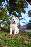 Ezra, a male German Shepherd Dog for sale in Dundee, OH – 3 of 10