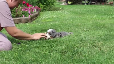 Ollie, a male Miniature Bernedoodle for sale in Dundee, OH – 8 of 8