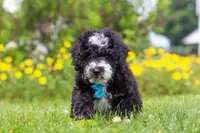 Kobe, a male Miniature Bernedoodle for sale in Dundee, OH – 2 of 6