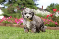 Chase, a male Miniature Bernedoodle for sale in Dundee, OH – 1 of 6