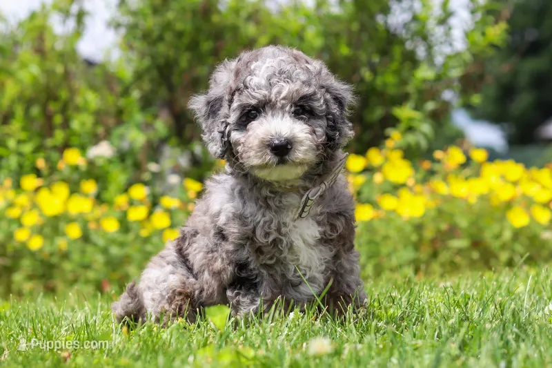 Chase – Miniature Bernedoodle puppy for sale in Dundee, OH