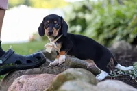 Duke, a male Miniature Dachshund for sale in Dundee, OH – 7 of 10