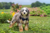 Ollie, a male Miniature Bernedoodle for sale in Dundee, OH – 3 of 10