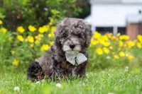 Oscar, a male Miniature Bernedoodle for sale in Dundee, OH – 2 of 5