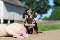 Barney, a male Miniature Dachshund for sale in Dundee, OH – 8 of 10