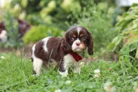 Rocco, a male Cavalier King Charles Spaniel for sale in Dundee, OH – 4 of 6