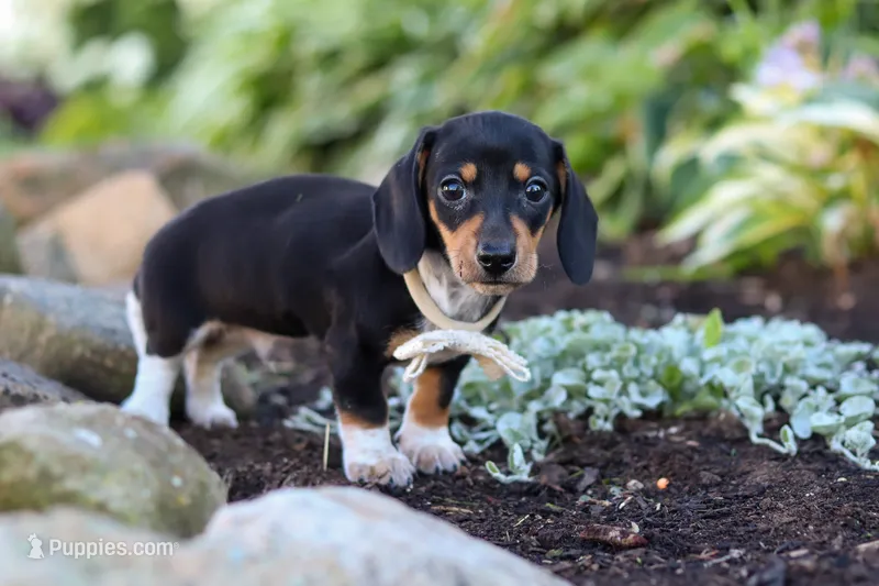 Duke – Miniature Dachshund puppy for sale in Dundee, OH