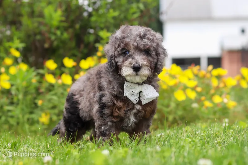 Oscar – Miniature Bernedoodle puppy for sale in Dundee, OH