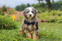 Ollie, a male Miniature Bernedoodle for sale in Dundee, OH – 7 of 10