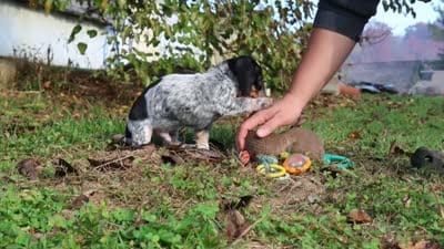 August, a male Miniature Dachshund for sale in Dundee, OH – 10 of 10