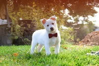 Teddy, a male German Shepherd Dog for sale in Dundee, OH – 8 of 10