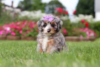 Jewel, a female Miniature Bernedoodle for sale in Dundee, OH – 1 of 6