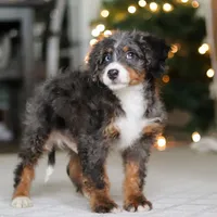 Liam, a male Miniature Bernedoodle for sale in Dundee, OH – Photo 2 of 6
