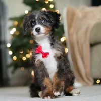 Liam, a male Miniature Bernedoodle for sale in Dundee, OH – Photo 3 of 6