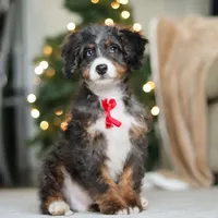 Liam, a male Miniature Bernedoodle for sale in Dundee, OH – Photo 4 of 6