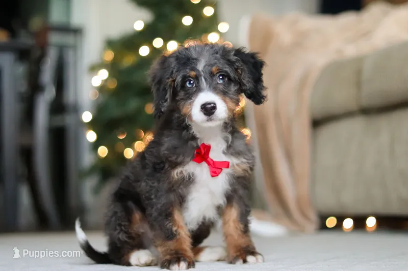 Liam – Miniature Bernedoodle puppy on hold in Dundee, OH