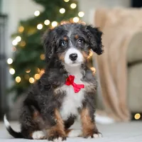 Liam, a male Miniature Bernedoodle for sale in Dundee, OH – Photo 1 of 6