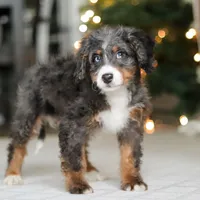 Liam, a male Miniature Bernedoodle for sale in Dundee, OH – Photo 6 of 6