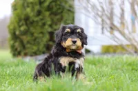 Oscar, a male Miniature Bernedoodle for sale in Dundee, OH – Photo 3 of 6