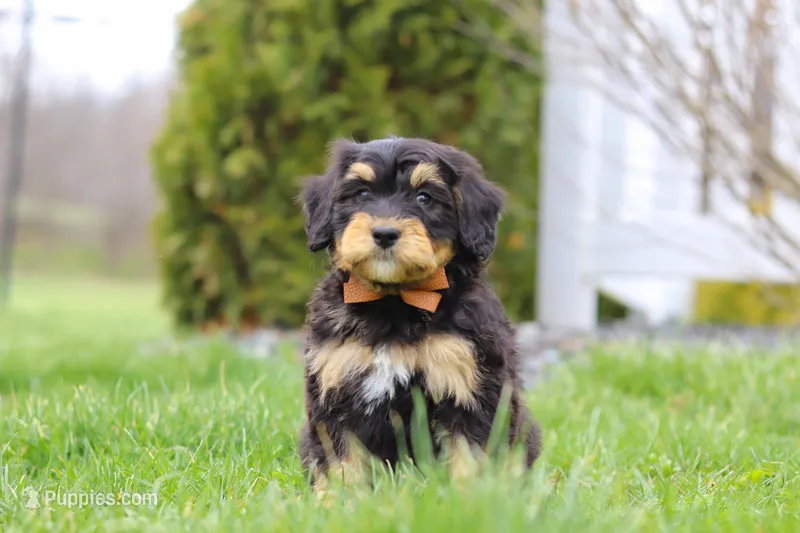 Oscar, a male Miniature Bernedoodle for sale in Dundee, OH – Photo 1 of 6