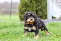 Oscar, a male Miniature Bernedoodle for sale in Dundee, OH – Photo 4 of 6