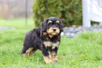 Oscar, a male Miniature Bernedoodle for sale in Dundee, OH – Photo 5 of 6