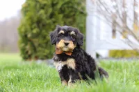 Oscar, a male Miniature Bernedoodle for sale in Dundee, OH – Photo 2 of 6