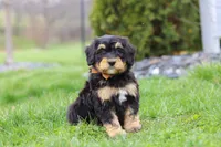 Oscar, a male Miniature Bernedoodle for sale in Dundee, OH – Photo 6 of 6