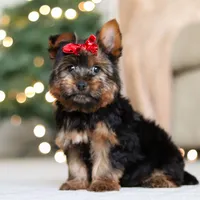 Lola, a female Yorkshire Terrier for sale in Dundee, OH – Photo 4 of 5