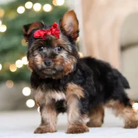 Lola, a female Yorkshire Terrier for sale in Dundee, OH – Photo 5 of 5