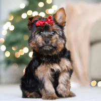 Lola, a female Yorkshire Terrier for sale in Dundee, OH – Photo 2 of 5