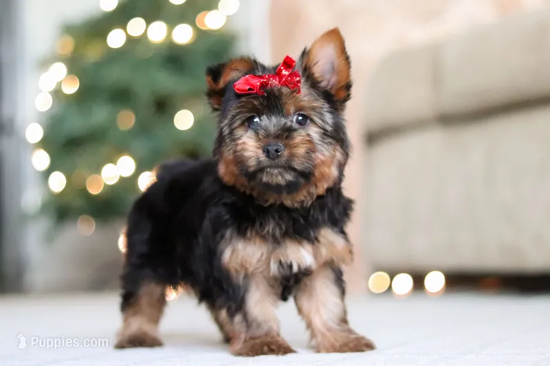 Lola – Yorkshire Terrier puppy on hold in Dundee, OH