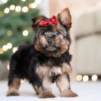 Lola, a female Yorkshire Terrier for sale in Dundee, OH – Photo 1 of 5