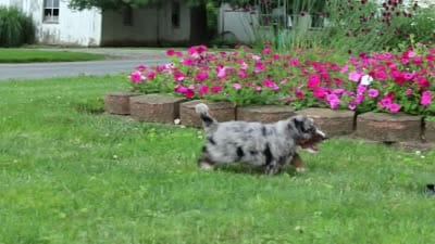 Winston, a male Miniature Bernedoodle for sale in Dundee, OH – 6 of 6