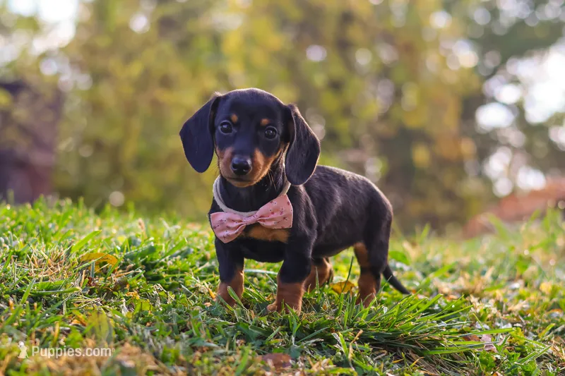 Ophelia – Miniature Dachshund puppy for sale in Dundee, OH