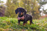 Ophelia, a female Miniature Dachshund for sale in Dundee, OH – 1 of 8