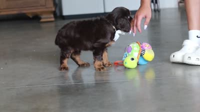 Enzo, a male Cavalier King Charles Spaniel for sale in Dundee, OH – 7 of 7