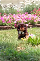 Enzo, a male Cavalier King Charles Spaniel for sale in Dundee, OH – 2 of 7