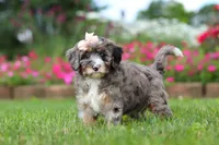 Callie, a female Miniature Bernedoodle for sale in Dundee, OH – 2 of 7