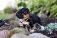 Duke, a male Miniature Dachshund for sale in Dundee, OH – 3 of 10