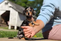 Barney, a male Miniature Dachshund for sale in Dundee, OH – 4 of 10