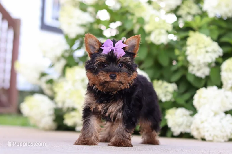 Lola – Yorkshire Terrier puppy for sale in Dundee, OH