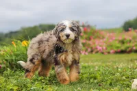Ollie, a male Miniature Bernedoodle for sale in Dundee, OH – 5 of 10