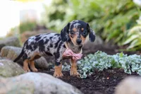 Stella, a female Miniature Dachshund for sale in Dundee, OH – 6 of 10